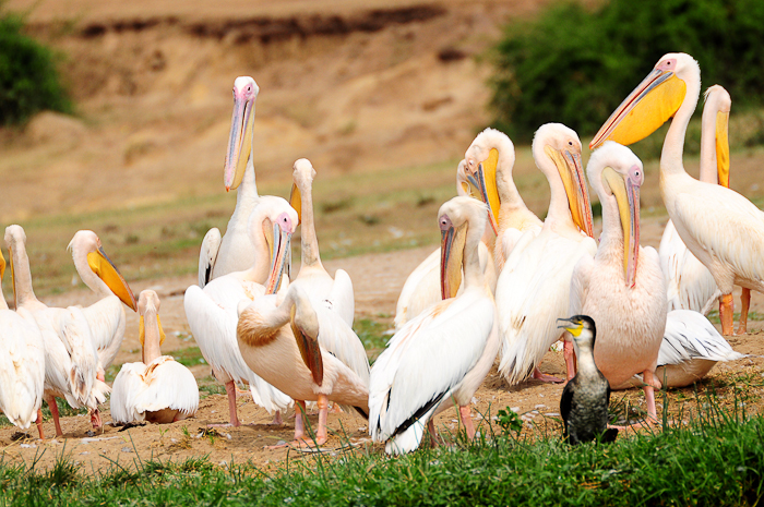 405 - White Pelicans Kazinga Channel DSC_0822